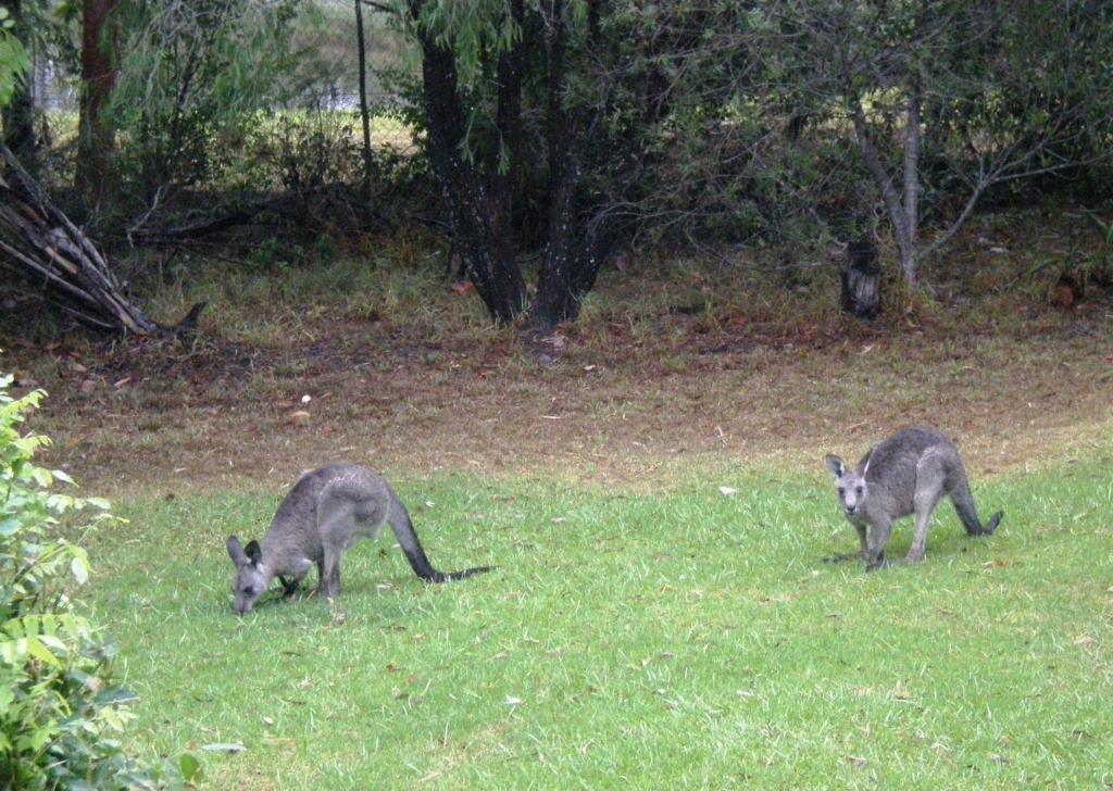 Wombatalla Kangaroo Valley Exterior photo